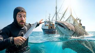 Dünya'nın En Büyük Balığı: Balina Köpekbalığı'nı Kurtarmak!