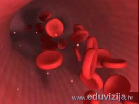 Mišić 8 Razred Biologija