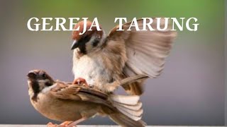 Download Lagu GEREJA  TARUNG ( Masteran Burung ) MP3