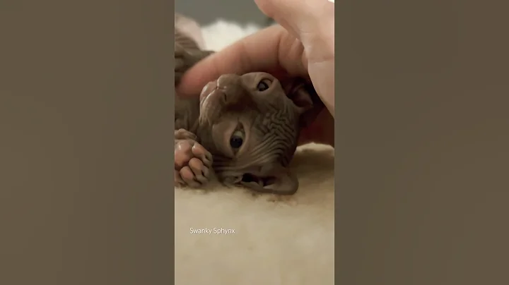 Watch the video about Chocolate baby😍🤎#cat #sphynx #kitten #baby #hairlesscats #pet #cute