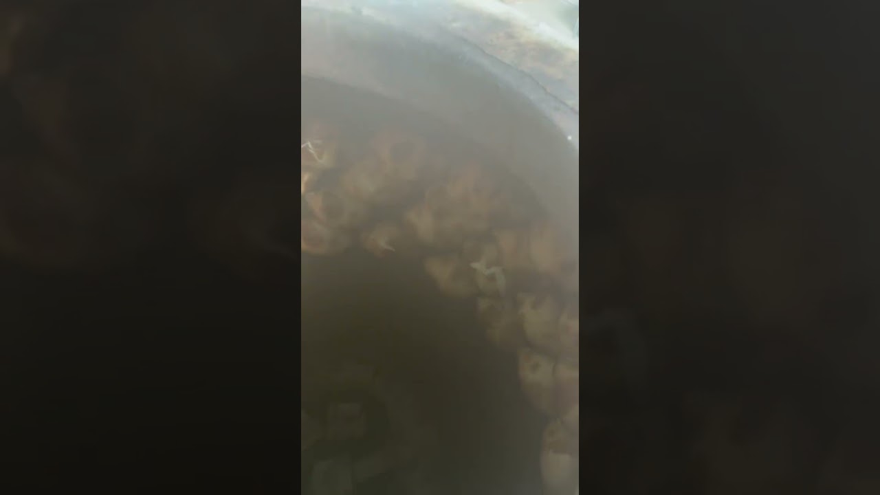 Микрарайон 1мая дом 11а. Метро щелковскаядан 5минуттук жол. Келиниздер коноко. 89262623283