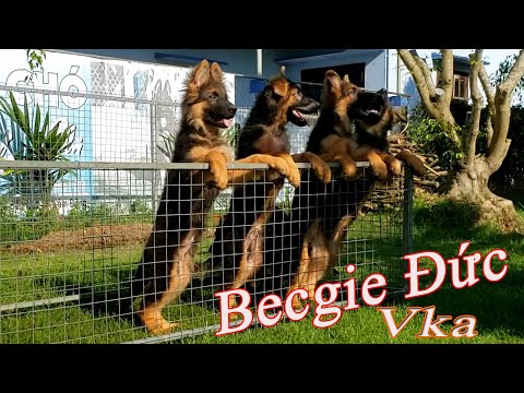 Video Hàng đẹp hậu duệ Marlon bố nhập Đức giấy Vka. Lh... - youtube