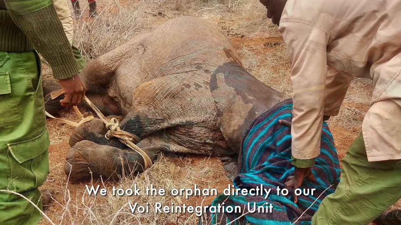 Rescue of Orphaned Elephant Hildana | Sheldrick Trust