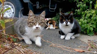 怖いけど何か気になる子猫たち