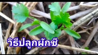 วิธีปลูกผักชี