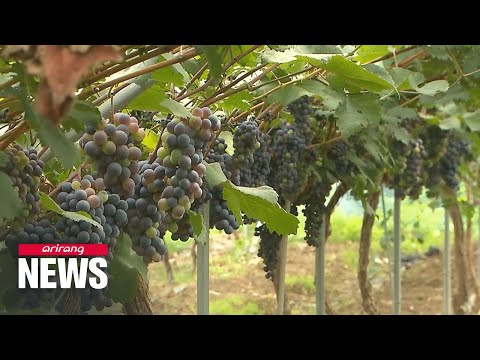 Hanjan Yogurt Wine