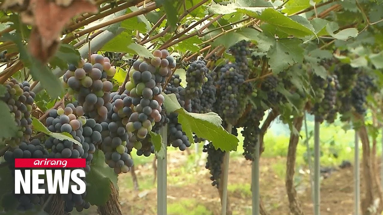 S. Korea starts making wine with homegrown yeast