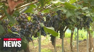 S. Korea starts making wine with homegrown yeast