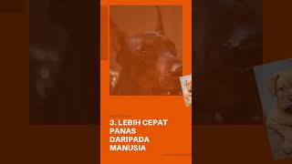 fakta unik Anjing