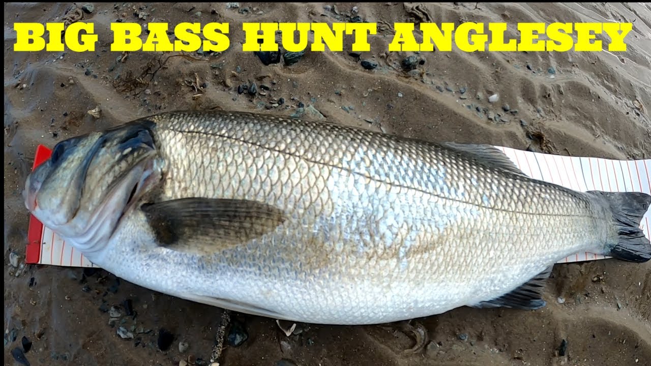 Bass Fishing on the Isle of Anglesey North Wales SEA FISHING UK YouTube