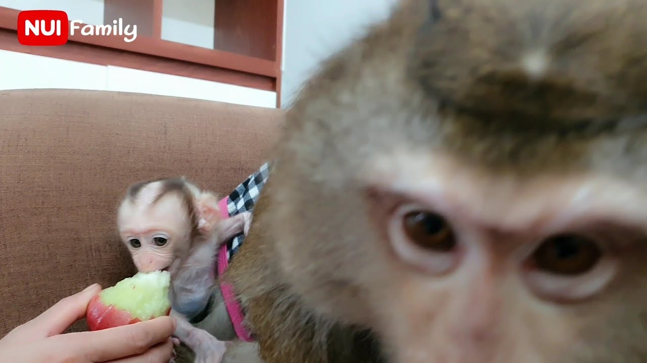 Nui and daughter Poni excited to be maid | Nui Family