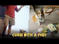 Elvis The Corgi With a PHD! WELSH CORGI GOT AN HONORARY DEGREE - MUST WATCH