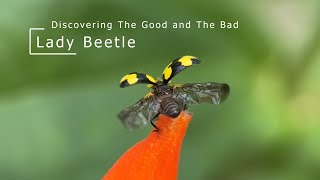 Lady Beetle - Discovering The Good and The Bad