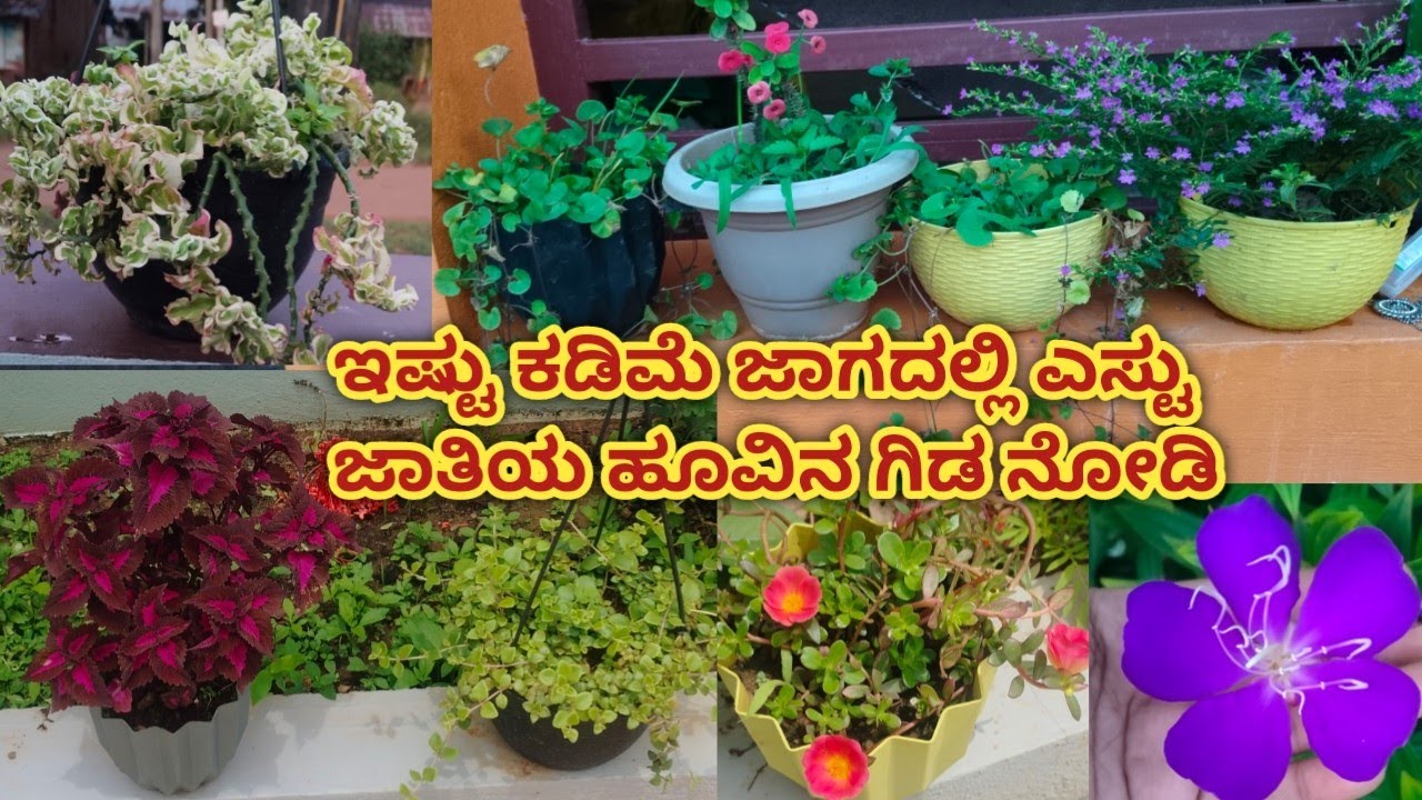ನನ್ನ ಪುಟ್ಟ ಹೂವಿನ ತೋಟ. ಅತಿ ಕಡಿಮೆ ಬೆಲೆಗೆ ಎಸ್ಟೊಂದು ಗಿಡಗಳು. #flowers #garden 