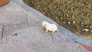 An abandoned puppy trembling and crying in the cold wind by Carlos Silva YT 177,314 views 1 month ago 9 minutes, 6 seconds