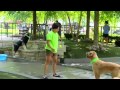 DOG WALKERS IN CHICAGO, IL DOG WALKERS IN CHICAGO, IL