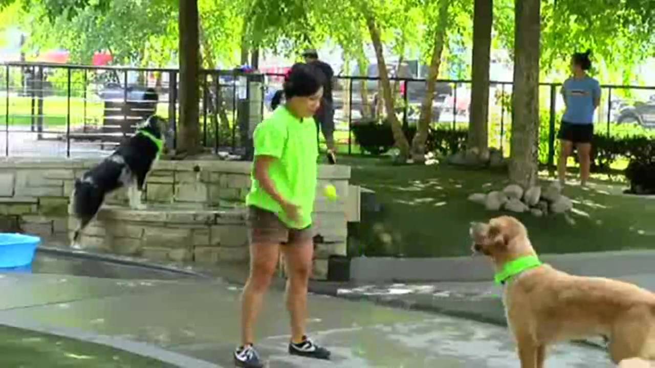 DOG WALKERS IN CHICAGO, IL YouTube