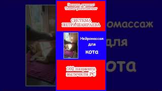 Нейромассаж для кота (2025)