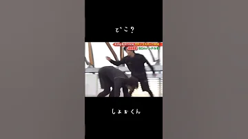 スタートできないしょぉ 平野紫耀 笑いたい方見てください ˬ Kingandprince キンプリ 