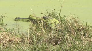 Richard Moore Outdoor Report: Alligator Awakening