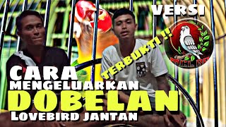 🔴 TUTORIAL 🔴CARA MENGELUARKAN DOBELAN LOVEBIRD JANTAN
