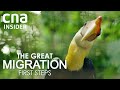 A new home for Asia's largest bird park | The Great Migration | Full Episode