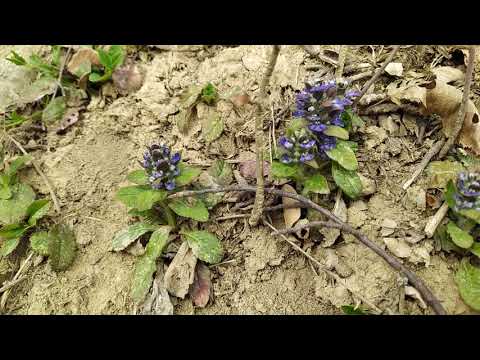 Video: Ajuga Weed Control – Tipy, ako sa zbaviť rastlín Bugleweed