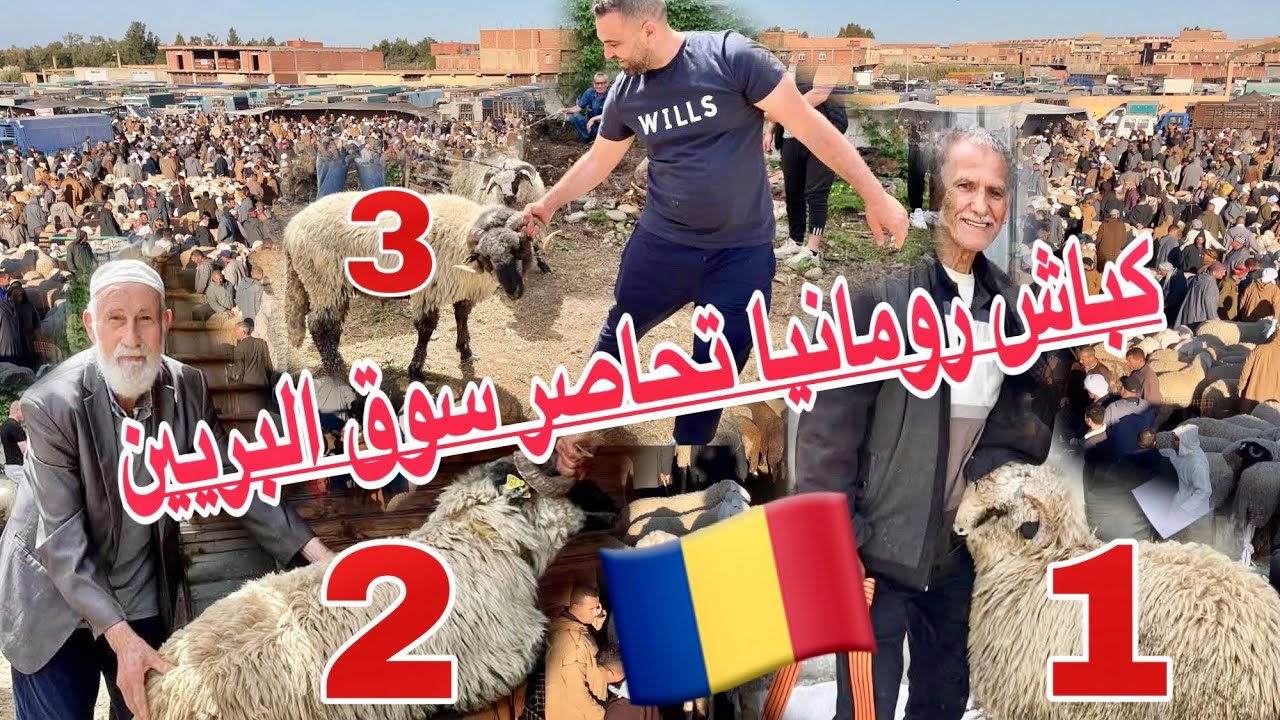 🔴 سوق البريين (الجلفة) يصاب بشلل اليوم وكباش رومانيا تخلط الحسابات والأوراق مع إنطلاق بيع الدفعات