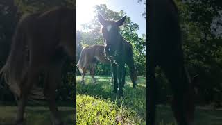 Help Us Get Ready for Monday’s Buyout #horse #rescue #rescuehorse