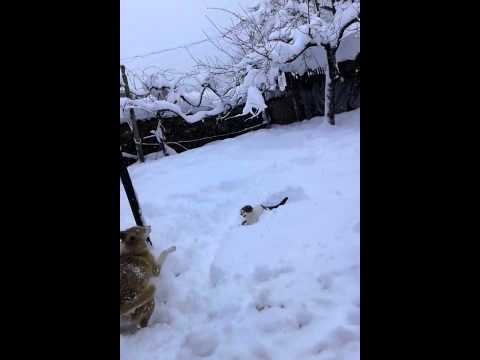 Смешни котки