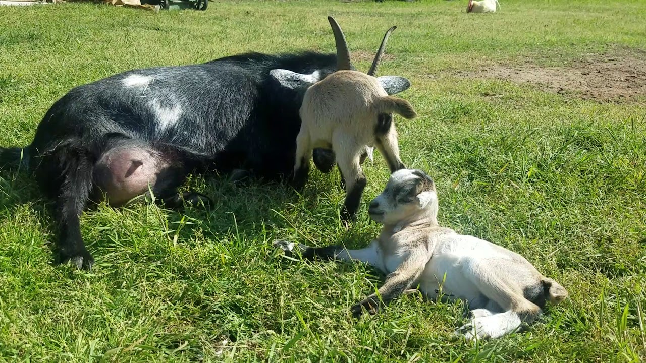 Newborn babies goats and their mom YouTube