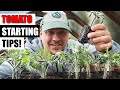 8 tomato seed starting tips for 2024