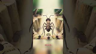 The Tiny Ant Who Never Gave Up 🐜 | Powerful Short Story #food #funny#inspiration