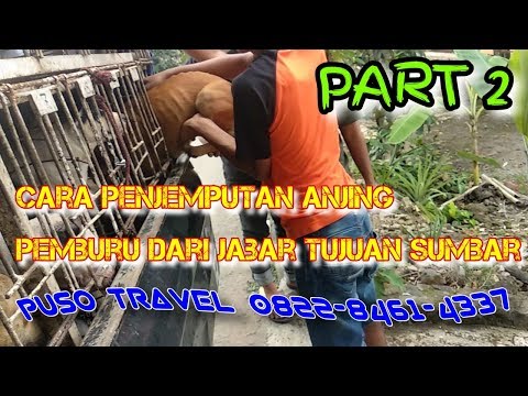 Video: Cara Mengangkut Anjing Di Dalam Mobil