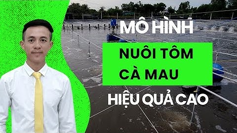 MÔ HÌNH NUÔI TÔM CÀ MAU hiệu quả cao