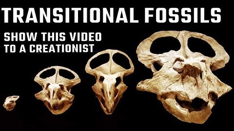 Multiple Examples of Transitional Fossils: Evidence of Evolution