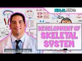 Embryology | Development of Skeletal System