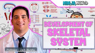 Embryology | Development of Skeletal System