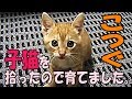 子猫を拾ったので育てました