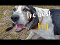 ADOPT THIS SWEET SENIOR DOG | Jasper