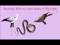 Secretary bird vs cobra snake a big fightworld gancet 1