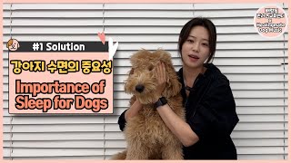 Importance of sleep for dogs🐶💖 Symptoms of sleep deprivation and ways to have a comfortable sleep🐶💖 by HealingMate - Dog Music 269 views 3 weeks ago 4 minutes, 57 seconds