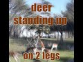 Deer standing up on two legs | Wondeerful Farm