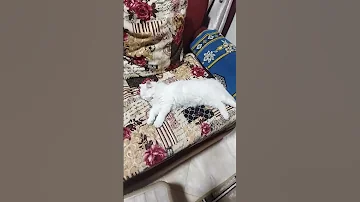 ياعم انت حبيبي وابن حبيبي 