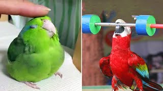 Baby Animals 🔴 Funny Parrots and Cute Birds Compilation (2022) Loros Adorables Recopilación #7
