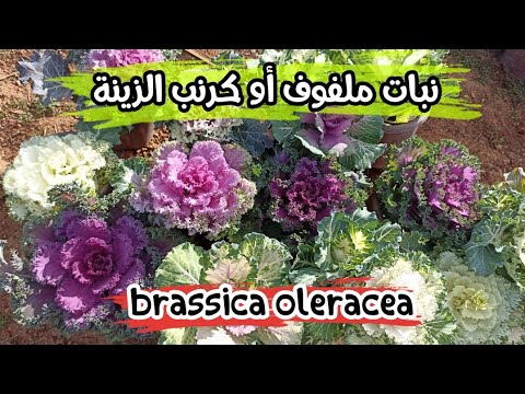 معلومات حول نبات ملفوف أو كرنب الزينة وكيفية العناية به  