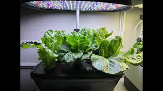 Growing Romaine Lettuce in My AeroGarden & Harvest Many Times - Update