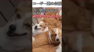 犬のおもしろ動画にツッコミどころ満載なアフレコしてみた＃95【コーギー】【ハプニング映像】#shorts　#アフレコ #面白動画