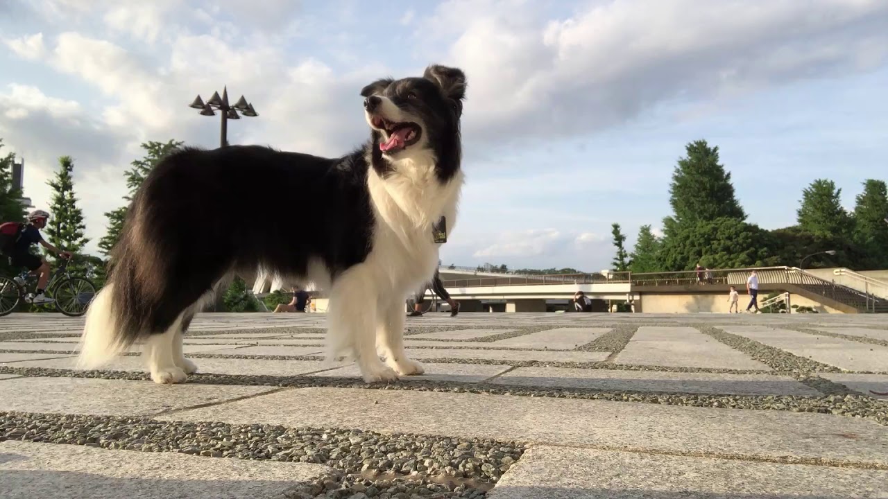 هل يمكن أن تتبع Pivo Dogs؟