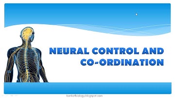 NCERT XI CHAPTER 21   NEURAL CONTROL AND CO ORDINATION IN BRIEF (QUICK REVISION)